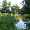 Elmore Pond with its lining of bullrushes