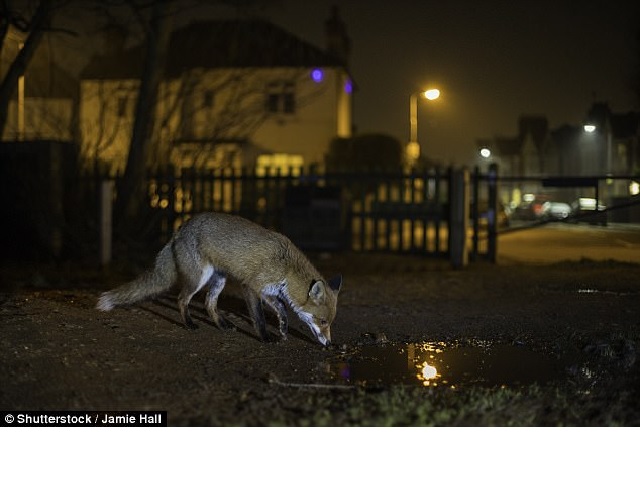 Urban Fox